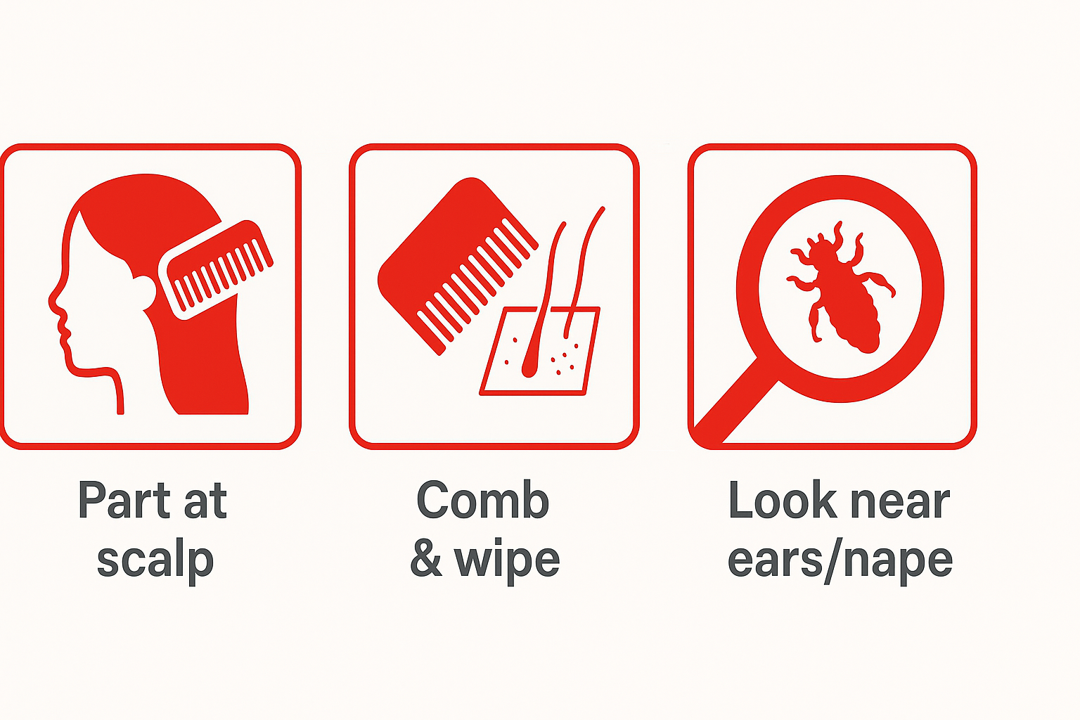 Steps on how to inspect head for lice How to properly Screen for head lice